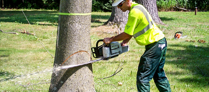 McQuaid Tree Care Services