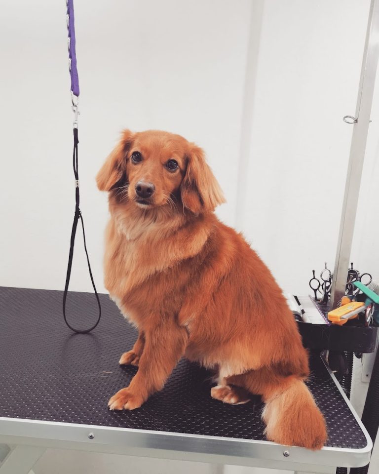 Mojo’s Mobile Dog Grooming