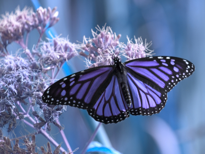 Monaghan Psychotherapy Ireland – Emily Jane Psychotherapist and Counsellor