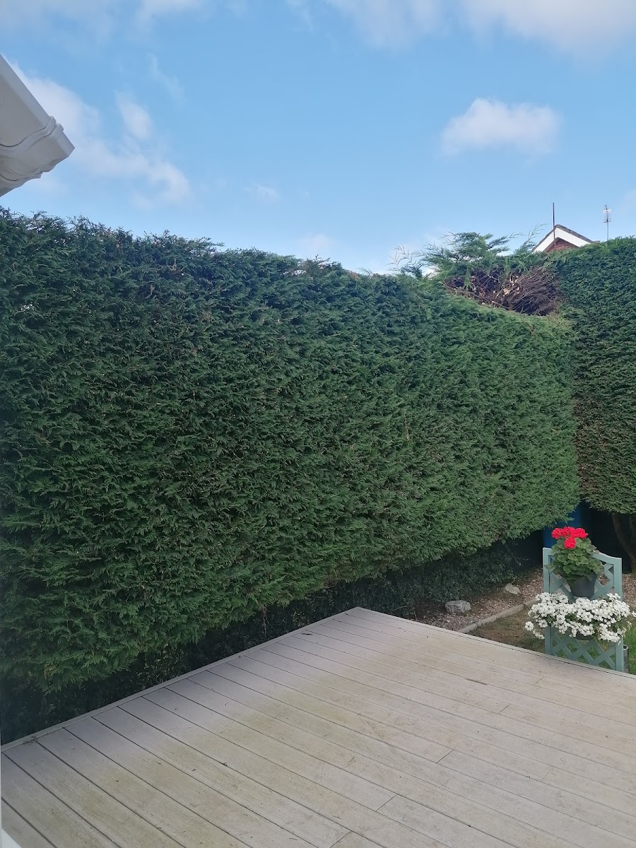 Newtownabbey Tree Services