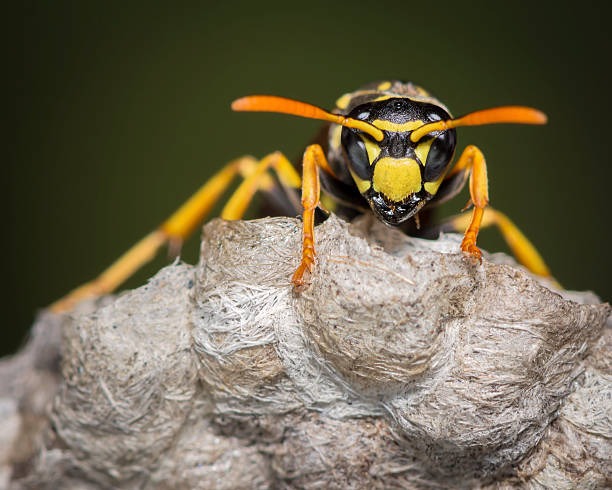 Omagh Pest Control- Low Cost