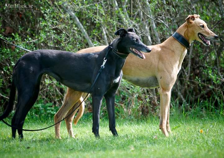 PAWS Animal Rescue