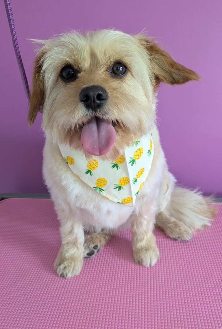 Pearl Paws Dog Grooming