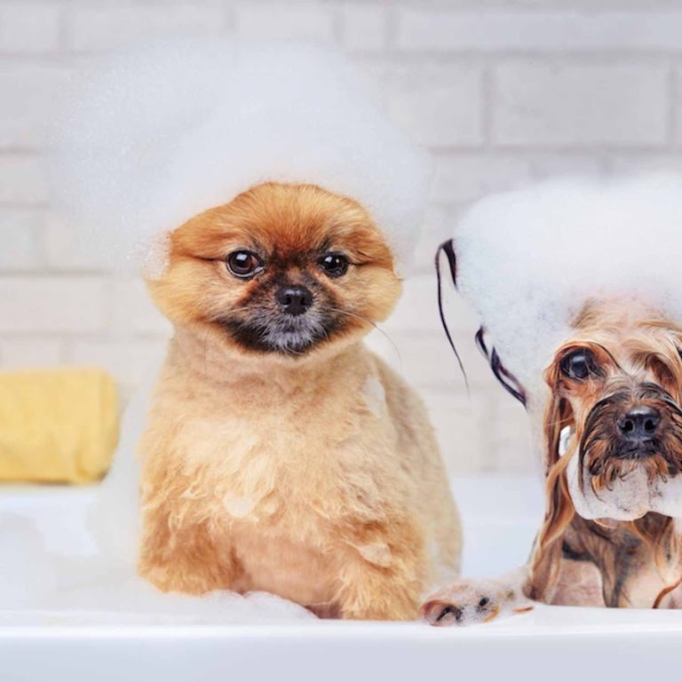 Premier Paws ltd