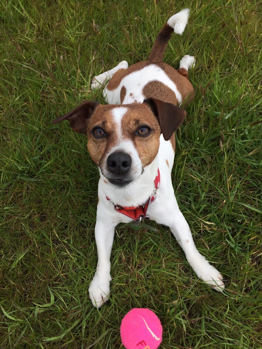 Rathmore Boarding Kennels