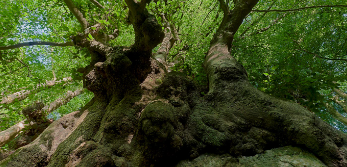 Rebel Tree Care Cork