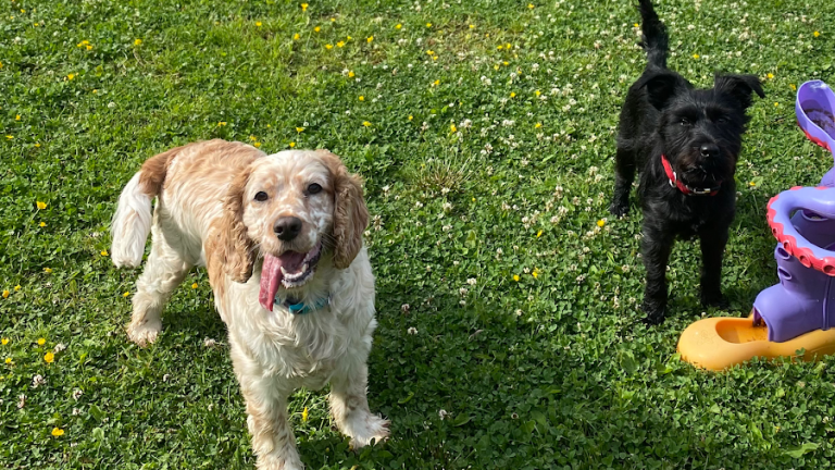 Riverview ni Kennels & Cattery