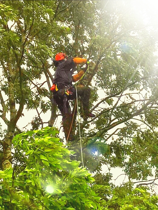 SG Tree services