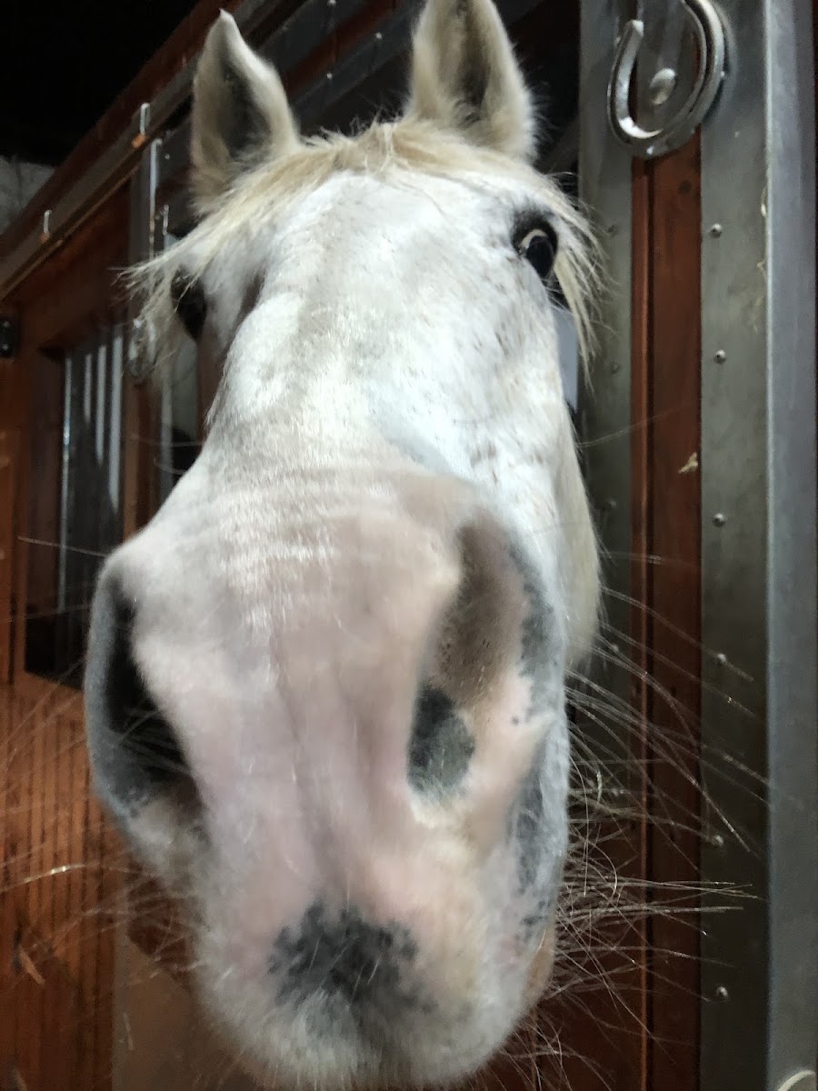 Saint Joseph Equestrian Centre