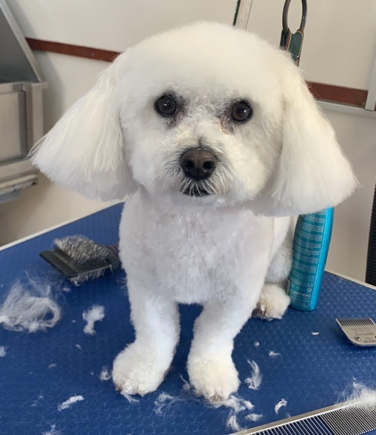 Scruffy to fluffy