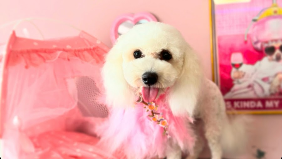 Seana Canine Stylist