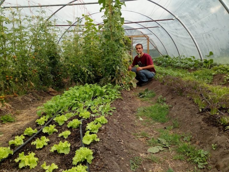 Tattie Hoaker Organic farm