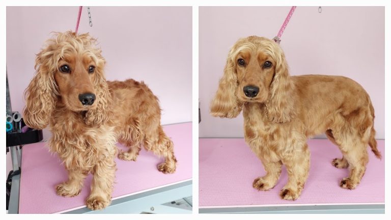 The Canine Cabin – Dog Grooming by Sarah