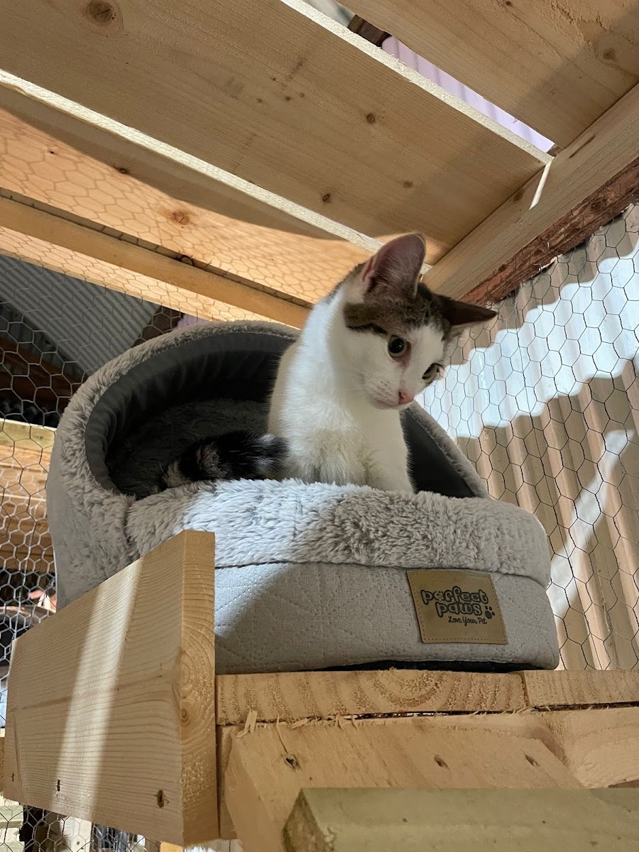 The Celtic Kitty Inn