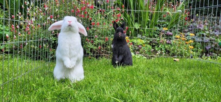 The Rabbit Rooms Small Animal Boarding, Pet Sitting and Bunny Bonding Service