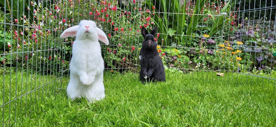 The Rabbit Rooms Small Animal Boarding, Pet Sitting and Bunny Bonding Service