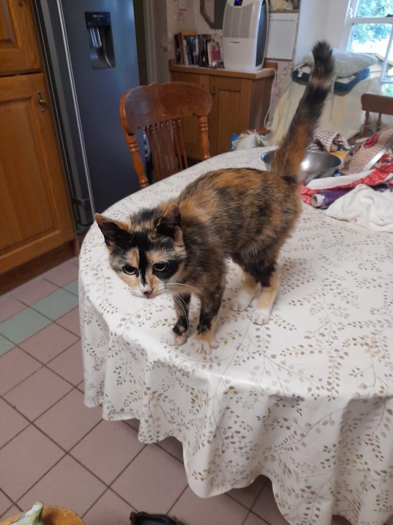 Three Valleys Veterinary – Irvinestown