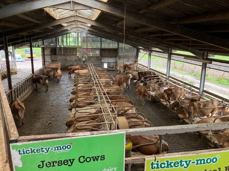 Tickety Moo Ice Cream