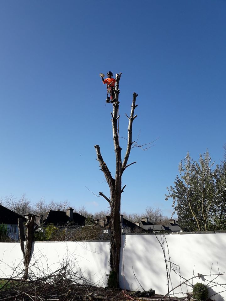 Tower Gardening & Tree Services