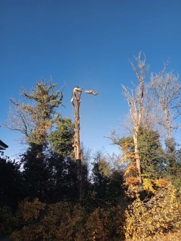 Tree surgeon “Tree Man”