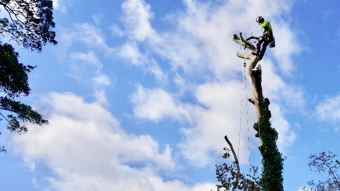 Treeworks