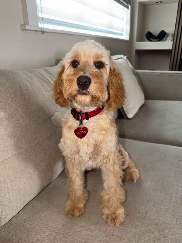 Trendy Paws Dog grooming Ltd