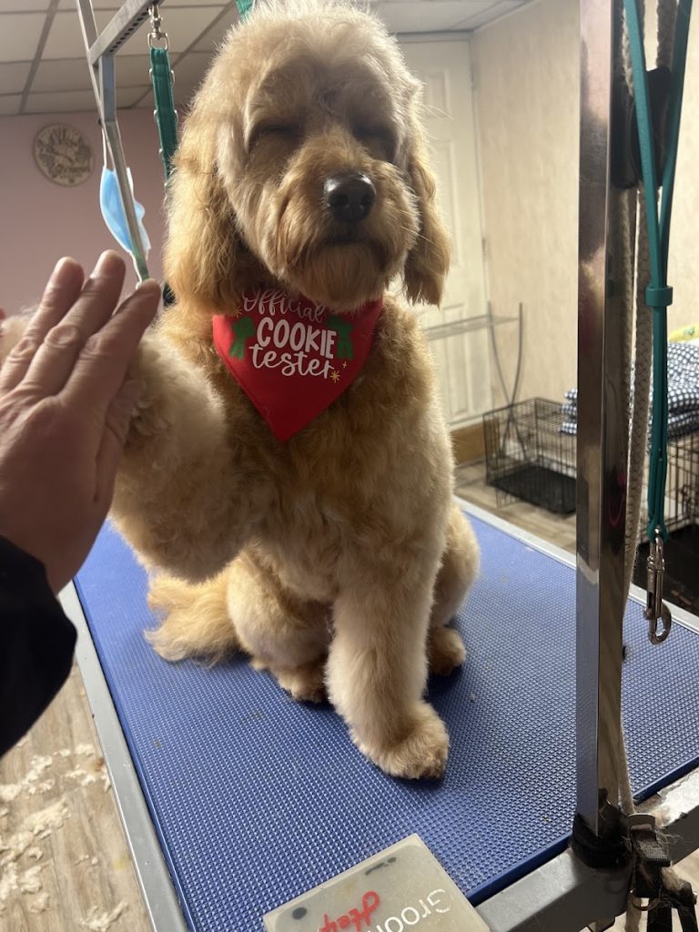 V.I.P. Pets
