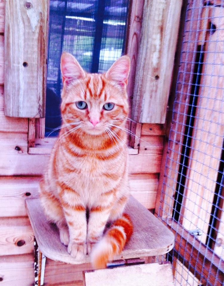 Valley Lodge Cattery