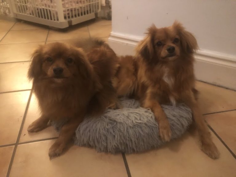 VetSit Doggy Daycare, Dog Grooming and Boarding
