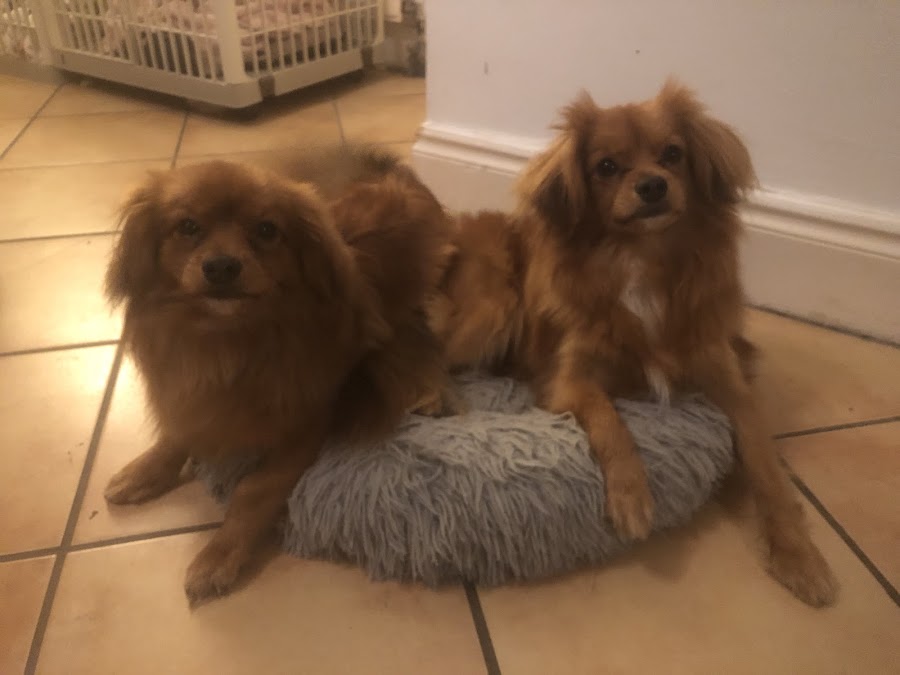 VetSit Doggy Daycare, Dog Grooming and Boarding