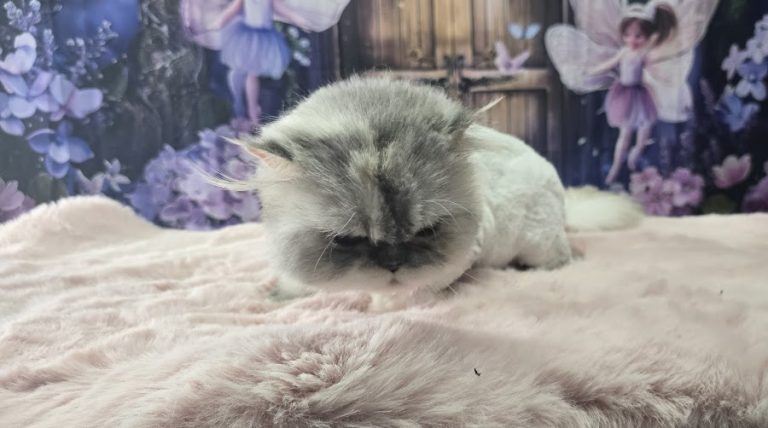 Violet Grooming – Dogs & Cats
