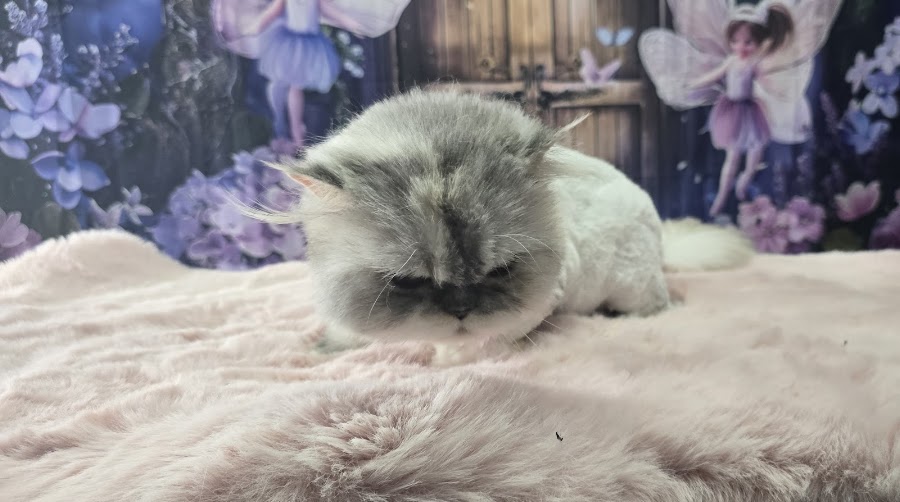 Violet Grooming – Dogs & Cats