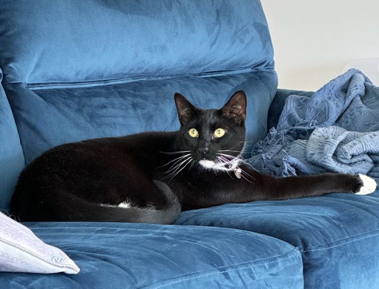Wags and Tails & Purfect Cattery