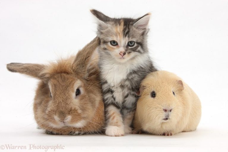 Whiskers and Furries Hotel