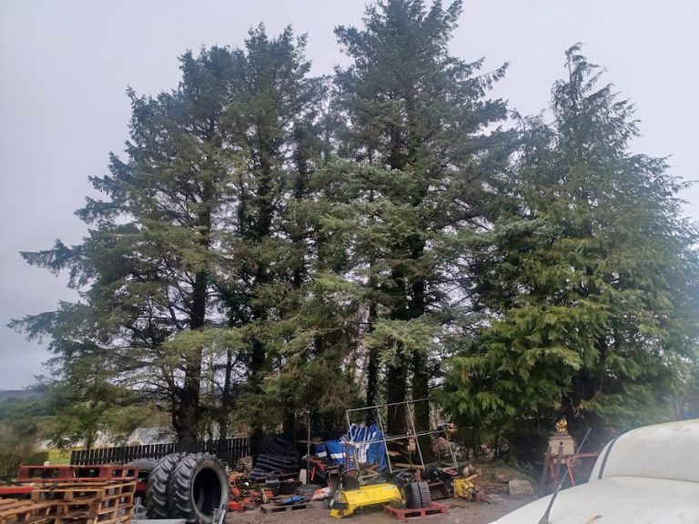 Windy pines tree services
