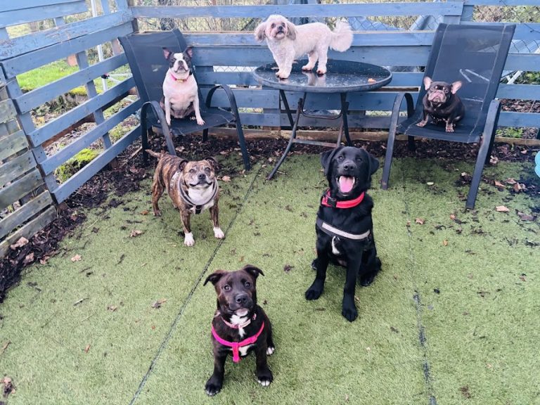 anAND all the doggy daycare Ltd