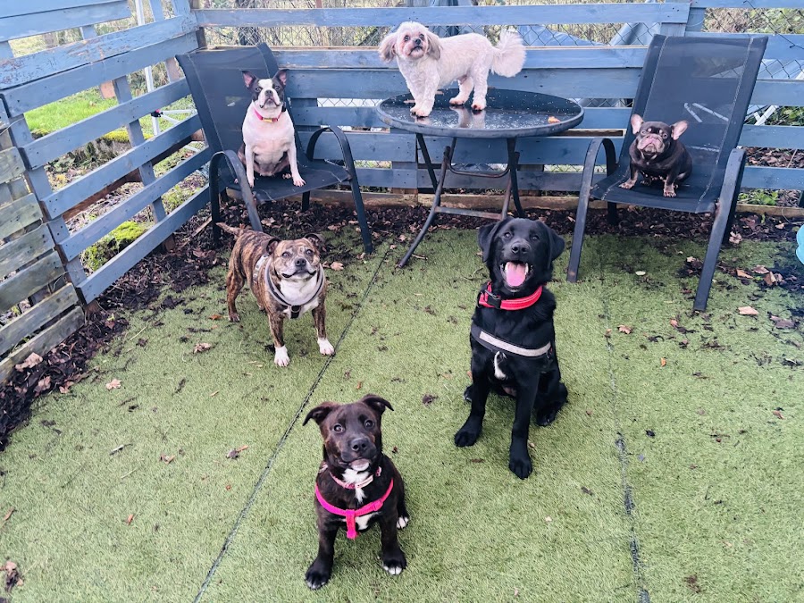 anAND all the doggy daycare Ltd