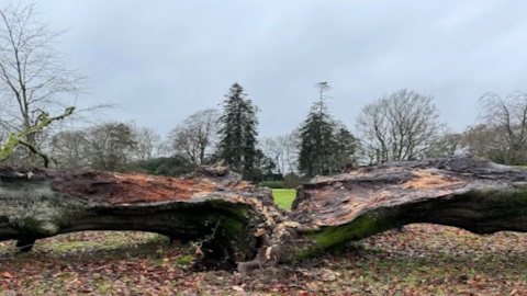 Atec Tree Care
