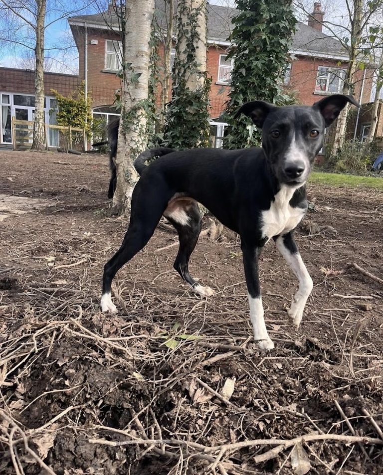 Bridle House Hounds