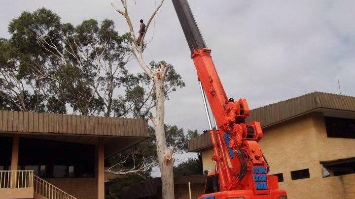 Christy’s Tree Service – Tree surgeon / arborist