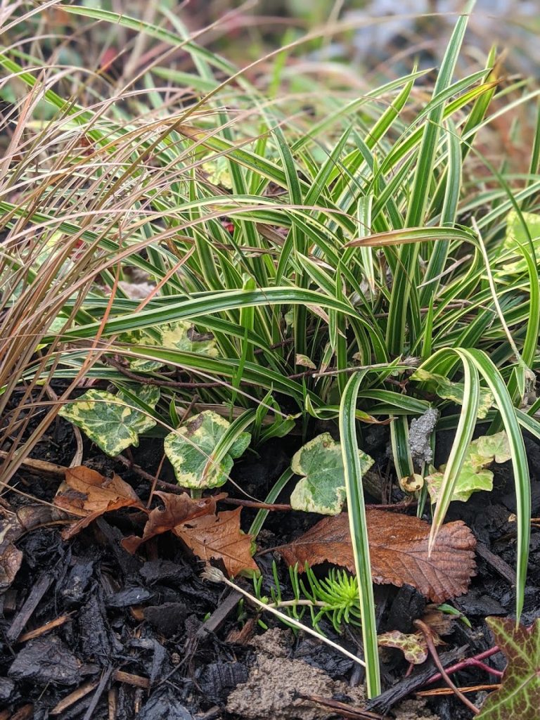 Class Roots Landscaping