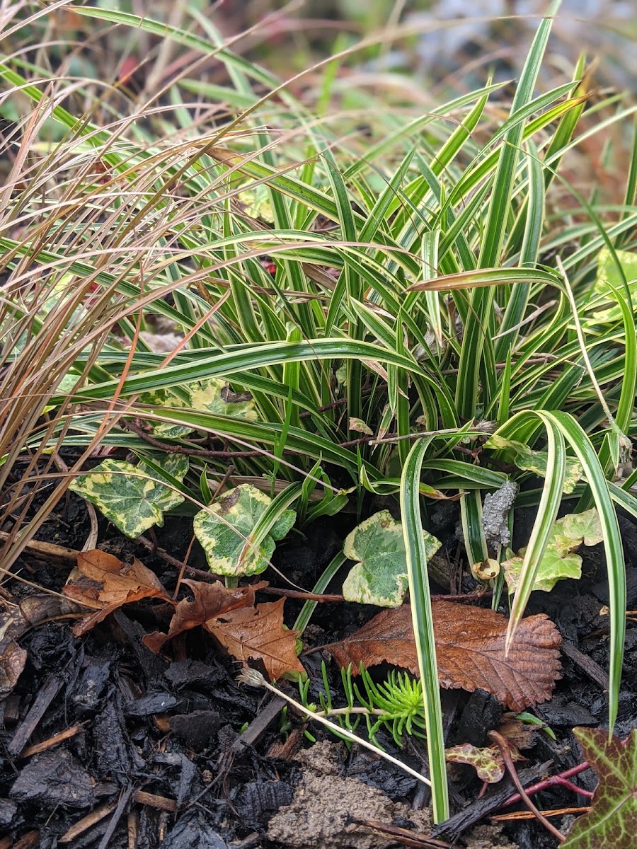 Class Roots Landscaping