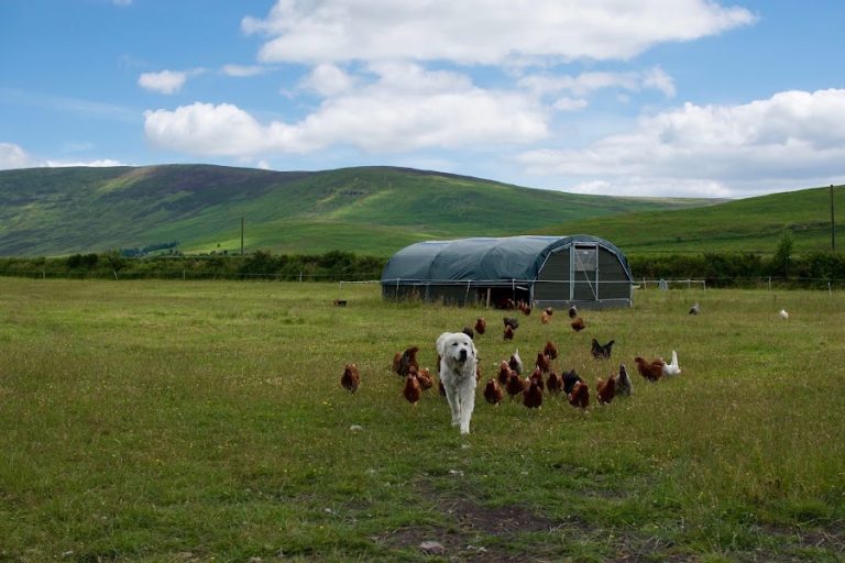 Comeragh Mountain Farm
