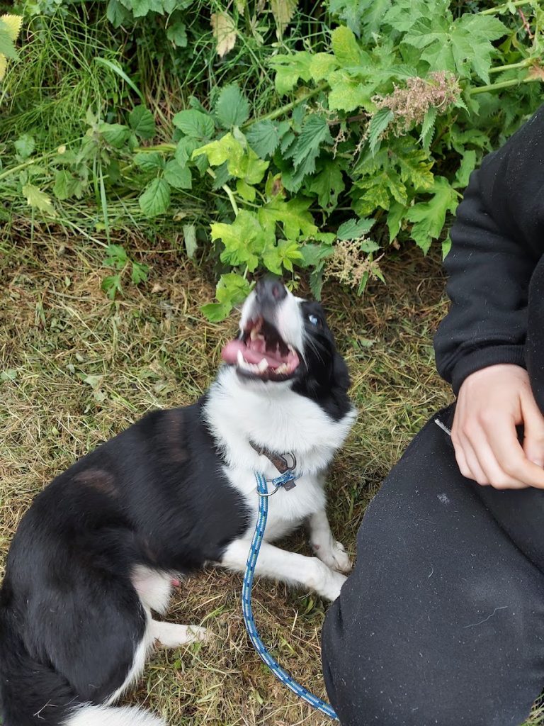 Dog Rescue Coolronan