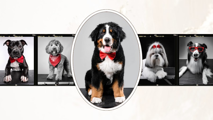 Doggy Stylez Grooming Room