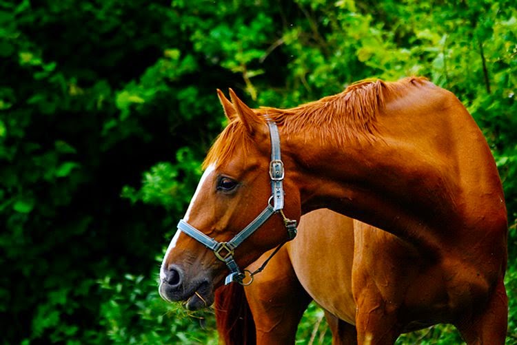 Dunbyrne Equestrian Centre