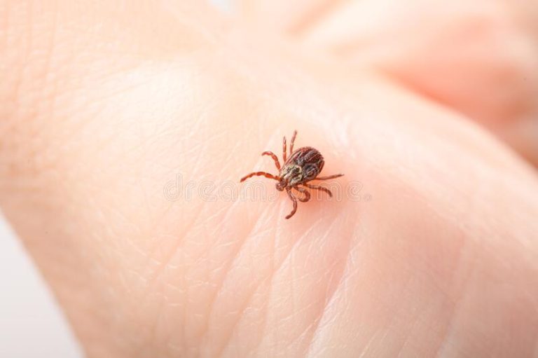 Exterminate Pest Control Kildare