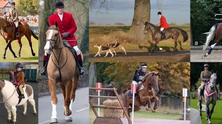 Geraghty Sport Horses