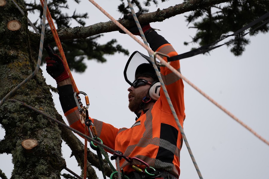 Glavey Tree Experts