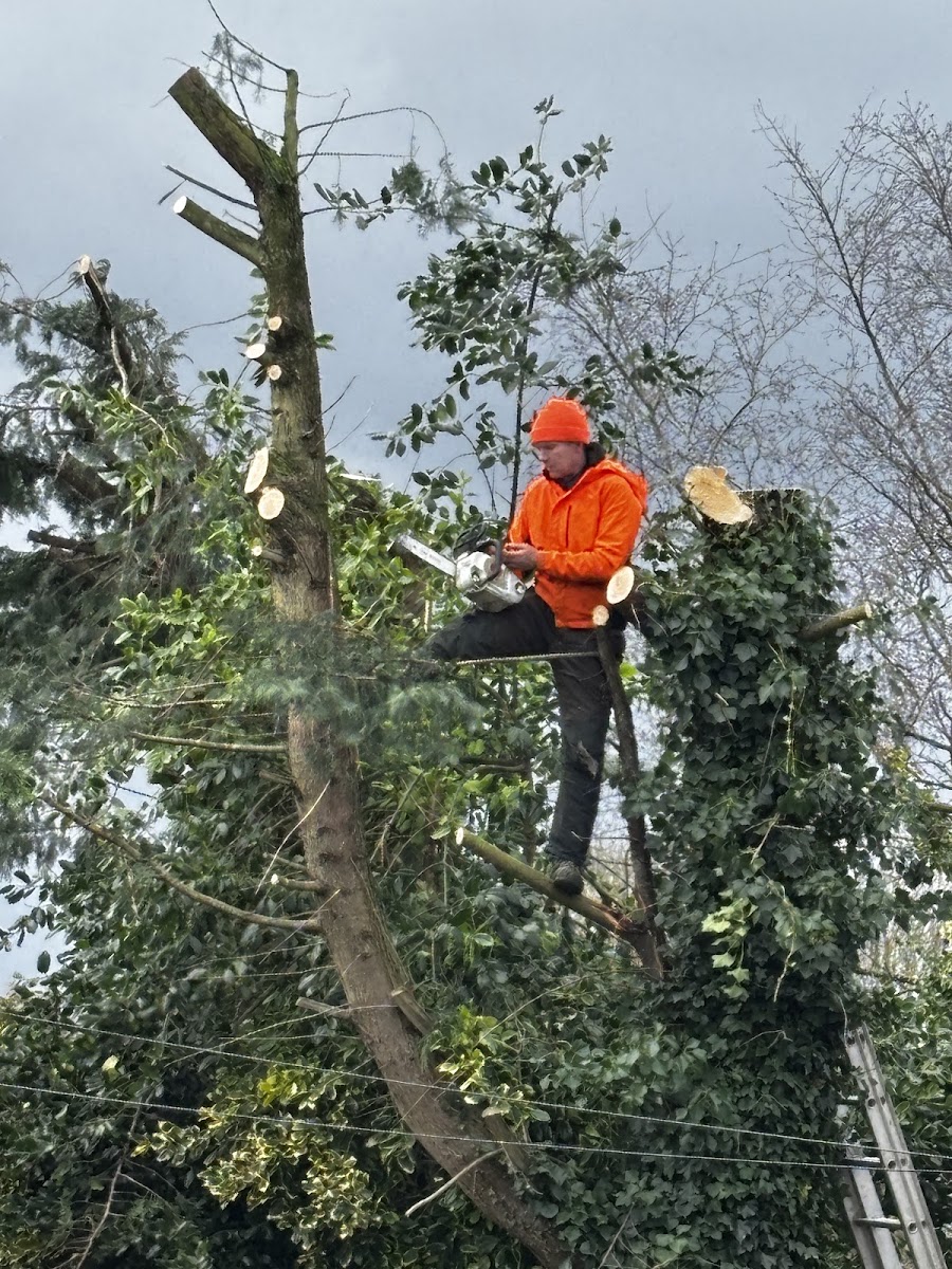 Green Line Tree & Gardening Services